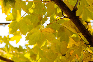 treetop with the sky in the background