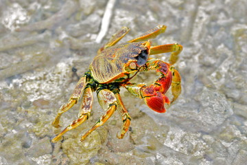 Red crab, Polynesia