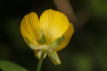 Жёлтый цветок чистотела