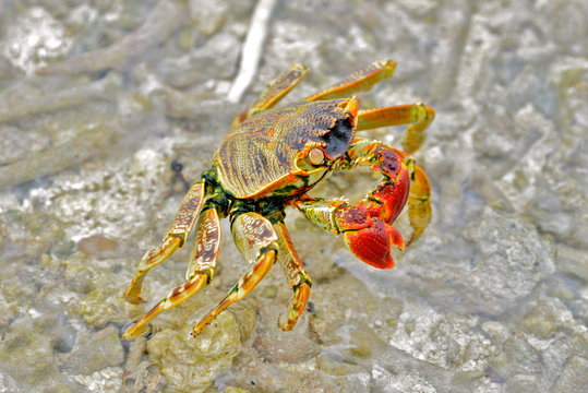 Red crab, Polynesia