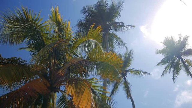 Tropical palms in sunrise with sun rays and thick morning fog, sri lanka