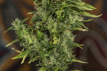 AK 47 variety of marijuana flowers