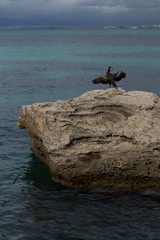 Phalacrocorax aristotelis spreading its wings on a large rock in the sea