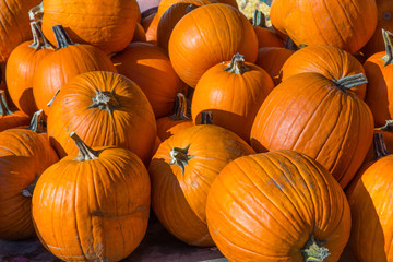 Pile of pumpkins in the sun