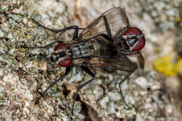 Муха крупным планом