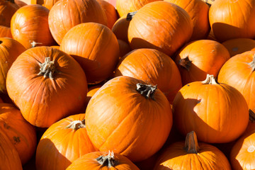Pile of pumpkins in the sun