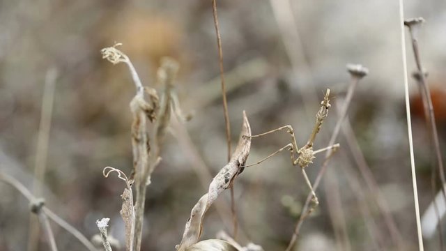 Empusa pennata brown praying mantis in the middle of vegetation in nature
