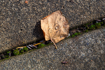 Dried fallen leaf with rain drops