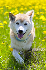 タンポポと柴犬