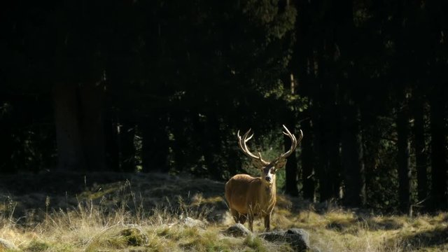 Deer in forest natural reserve
