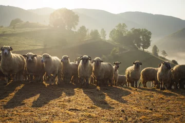 Poster de jardin Moutons Entendu parler de moutons dans un matin brumeux dans les montagnes d& 39 automne