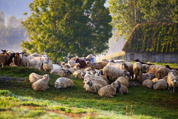 Heard of sheep in foggy morning in autumn mountains