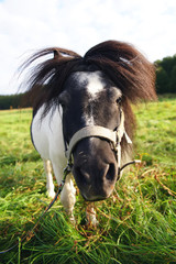 The portrait of a Shetland pony horse staying outdoors on a pasture with a green grass