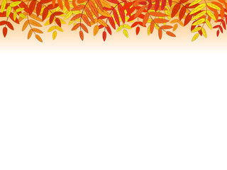 Autumn background with rowan leaves. Vector eps 10