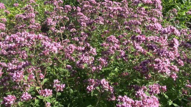 Bumblebee picking pollen on violet flowering oregano on sunny summer day