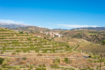 Fototapeta na wymiar Vineyard in the village El Lloar, in the Comarca Priorat, a famous wine-growing area where the prestigious wine of the Priorat and Montsant is produced. Wine has been cultivated here since12th century