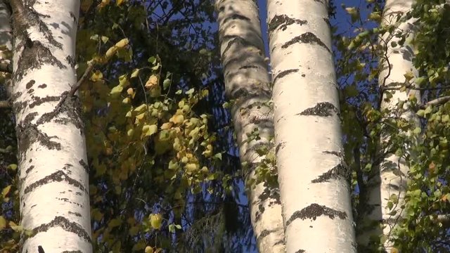 Yellowing birch tree trunks and leaves moving in wind on windy sunny autumn day, nature background