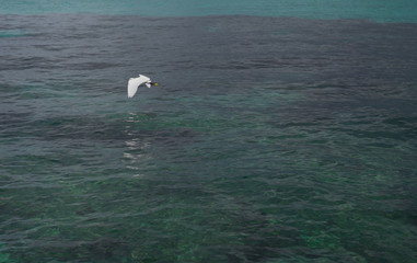 Ardeidea flying on the sea