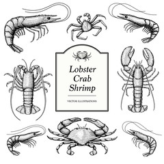 Hand Drawn illustrations of Crustaceans.  Prawn, Shrimp, Crab, Lobster and Crayfish.