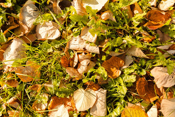 fallen autumn leaves