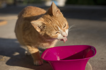 Ginger kitty with funny face while eating from bowl, choke with food