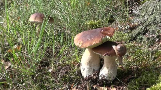 Boletus edulis mushrooms and snails