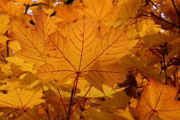 Maple leaves in Autumn, Ahornblätter im Herbst