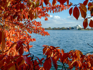 Orange leaves of the cherry trees in autumn with the Jefferson Memorial in the background