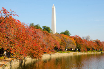 Fall foliage on the cherry trees at the Tidal Basin, with the Washington Monument in the background