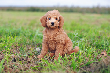 Cute red Toy Poodle puppy sitting outdoors on a green grass