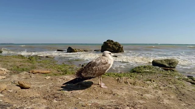 Gull on the Black Sea.