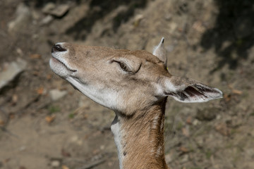 Deer in Omega park, MOntreal, Quebec