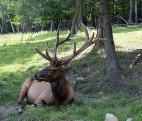 Deer in Omega park, MOntreal, Quebec