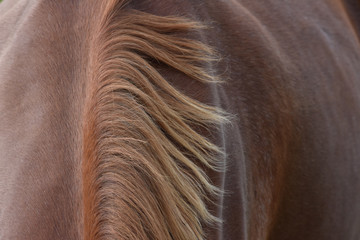 Mane detail on brown horse back.