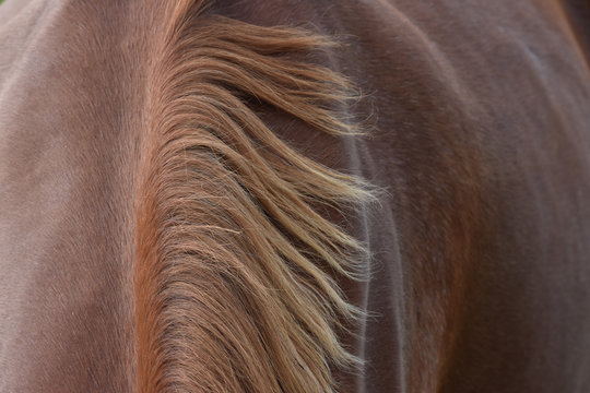 Fototapeta Mane detail on brown horse back.