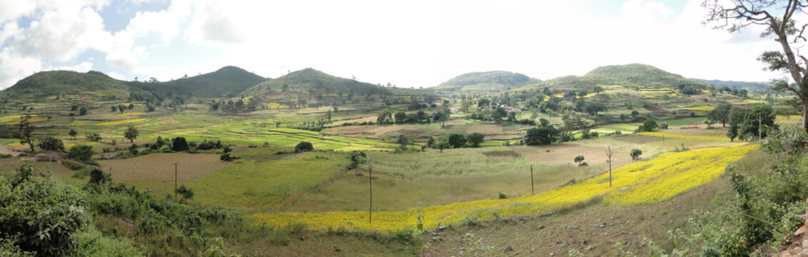 Rice Paddies In Valley Of The Eastern Ghats