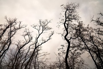 Bare tree branches