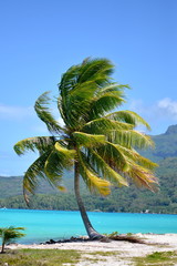 Palm tree, Bora Bora, Polynesia