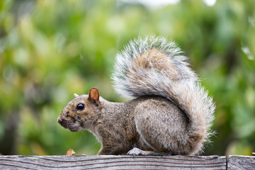 Naklejka na ściany i meble Eastern Gray Squirrel (sciurus carolinensis) sitting on a backyard fence.