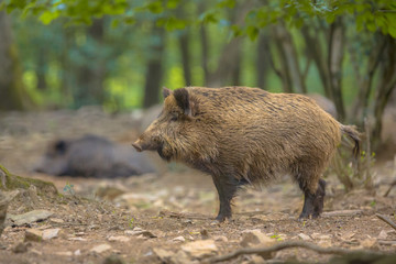 Wild boar in the forest