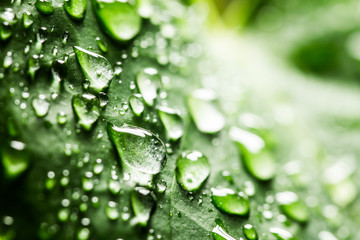 Water drops on a green leaf. 