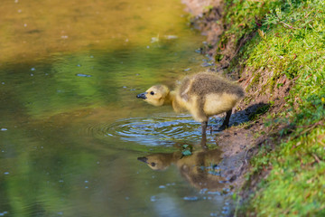 Baby goose sipping water on a beautiful spring day.  