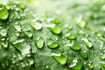 Green leaf with water drops.