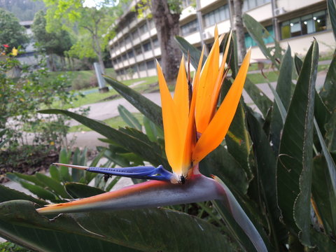 Ave del Para&iacute;so