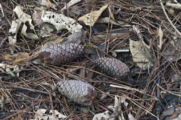Fruit and pine seeds on the forest humus