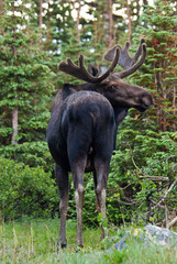 Bull Moose looking at you