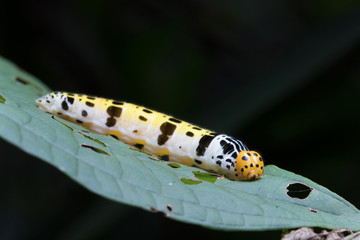 Caterpillar of Butterfly in Southeast Asia.