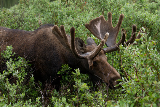 Bull Moose eating shrubs