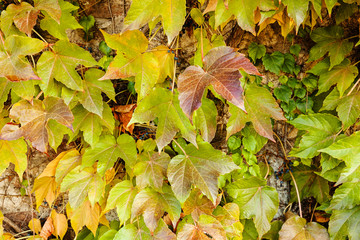 green wild tree-creeper