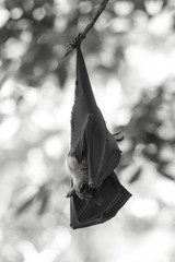 Fototapeta premium Bat hanging on a tree